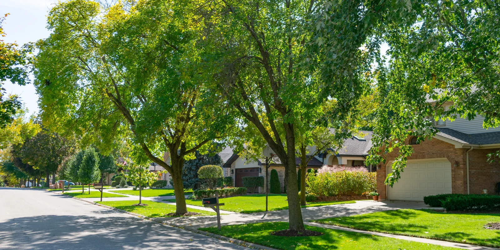 Innovation in Tree Care