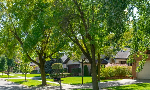 Innovation in Tree Care